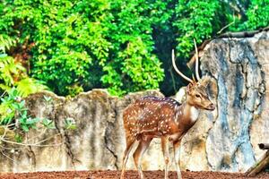 Rusa Totol with the scientific name Axis axis at Zoo in Ragunan. photo