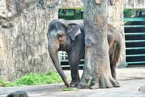 esta es una foto del elefante de sumatra elephas maximus sumatranus en el parque de vida silvestre o zoológico.