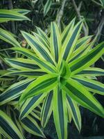 Spider plant or Parisian lily is a plant with the Latin name Chlorophytum comosum photo