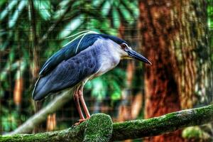 Black crowned night heron which has the scientific name nycticorax nycticorax at the zoo in Ragunan. photo