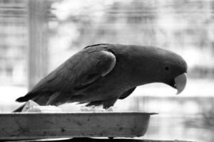 Bayan Birds, which has the scientific name Eclectus roratus or also known as the Moluccan eclectus, is a parrot native to the Maluku Islands. photo