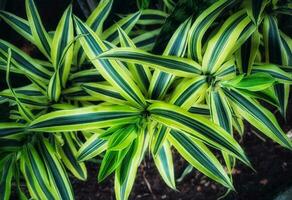 Spider plant or Parisian lily is a plant with the Latin name Chlorophytum comosum photo