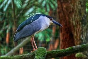 Black crowned night heron which has the scientific name nycticorax nycticorax at the zoo in Ragunan. photo