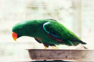 Bayan Birds, which has the scientific name Eclectus roratus or also known as the Moluccan eclectus, is a parrot native to the Maluku Islands. photo