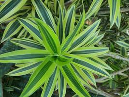 Spider plant or Parisian lily is a plant with the Latin name Chlorophytum comosum photo