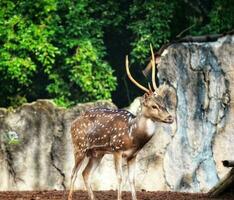 rusa totol con el científico nombre eje eje a zoo en ragunán foto