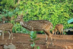 Rusa Totol with the scientific name Axis axis at Zoo in Ragunan. photo