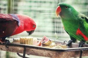 Bayan Birds, which has the scientific name Eclectus roratus or also known as the Moluccan eclectus, is a parrot native to the Maluku Islands. photo