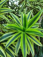 Spider plant or Parisian lily is a plant with the Latin name Chlorophytum comosum photo
