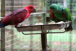 bayan aves, cuales tiene el científico nombre eclectus roratus o además conocido como el molucas ecléctico, es un loro nativo a el maluku islas foto