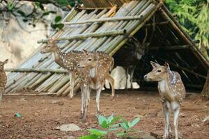 Rusa Totol with the scientific name Axis axis at Zoo in Ragunan. photo