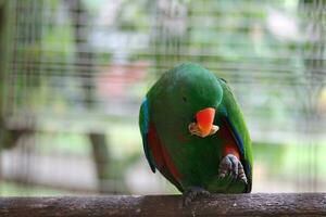 Bayan Birds, which has the scientific name Eclectus roratus or also known as the Moluccan eclectus, is a parrot native to the Maluku Islands. photo