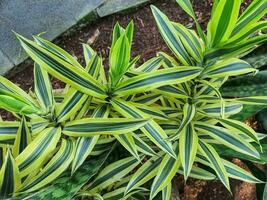 Spider plant or Parisian lily is a plant with the Latin name Chlorophytum comosum photo