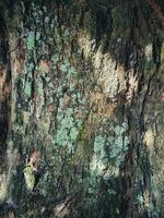 A mossy bark of a tree. photo