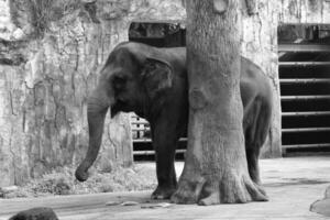 This is photo of Sumatran elephant Elephas maximus sumatranus in the Wildlife Park or Zoo.