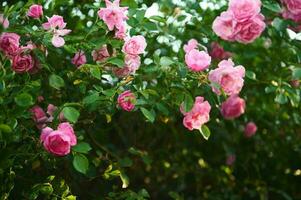 Blooming rose bush in the garden. Floriculture, horticulture, exterior design concept. Landscaping. Floral background. photo