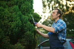 Work in the garden. Concentrated professional male gardener is trimming, pruning and shaping boxwood, using hedge shears photo