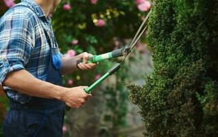 Gardener trimming and tending hedge in backyard, using pruners. House exterior maintenance and design. Landscaping photo