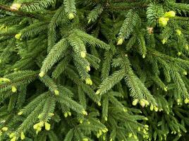 Christmas background with beautiful blooming spruce branches with youthful pine cones in spring. Still life. Mockup photo