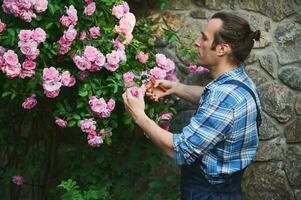 masculino jardinero en trabajo uniforme, tendiendo plantas en yarda de un bienes, utilizando jardín tijeras, corte rosas en floreciente arbusto foto