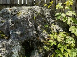 Background of a rock with overgrown moss vegetation photo