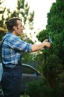 Side waist up portrait of a competent professional male gardener pruning decorative bushes with trimming shears in yard photo