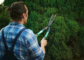 Rear view male gardener in blue gardening work uniform, trimming, pruning and shaping boxwood, buxus using hedge shears photo