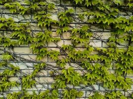 horizontal Disparo de un ladrillo pared es lleno de vegetación verde color. patio con vertical jardín. foto