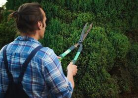 Rear view male gardener in blue gardening work uniform, trimming, pruning and shaping boxwood, buxus using hedge shears photo