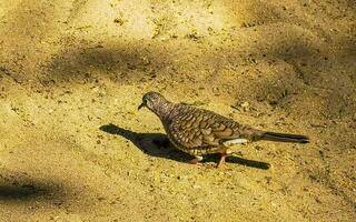 rubicundo suelo palomas paloma aves picotear para comida en México. foto