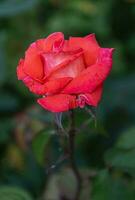 Red rose in the garden on a summer day. photo