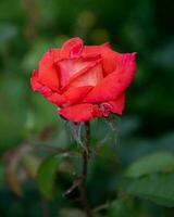 Red rose in the garden on a summer day. photo