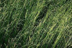 Green mature grass in the meadow on a summer day. Great background for design. photo