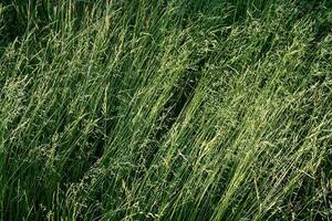 Green mature grass in the meadow on a summer day. Great background for design. photo