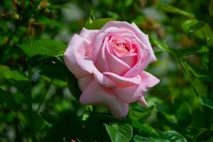 grande hermosa rosado Rosa en el jardín. foto