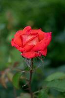 Red rose in the garden on a summer day. photo