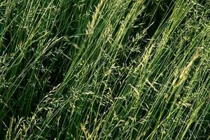 Green mature grass in the meadow on a summer day. Great background for design. photo
