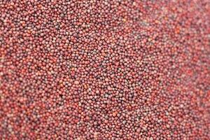 Dry Mustard Seeds top view background Close Up View photo