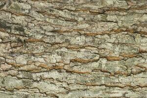 Tree bark background texture, Seamless texture from tree photo