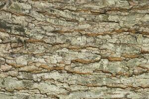 Tree bark background texture, Seamless texture from tree photo