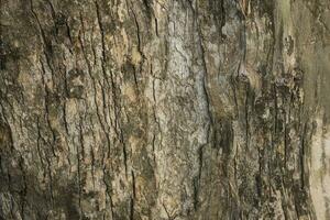 Realistic Tree bark background texture, Seamless texture from tree photo