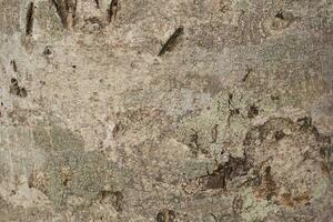 Realistic Tree bark background texture, Seamless texture from tree photo