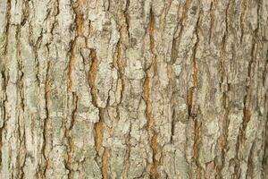 árbol ladrar antecedentes textura, sin costura textura desde árbol foto