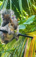 Squirrel sits on palm tree eats nuts in Mexico. photo