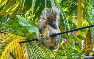Squirrel sits on palm tree eats nuts in Mexico. photo