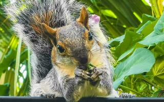 Squirrel sits on palm tree eats nuts in Mexico. photo