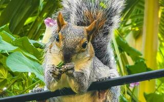 Squirrel sits on palm tree eats nuts in Mexico. photo