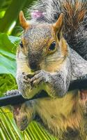 Squirrel sits on palm tree eats nuts in Mexico. photo