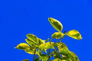 enorme hermosa ficus maxima higo árbol hojas con azul cielo. foto