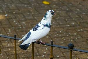 Majestic pigeon bird pigeons birds in Alajuela in Costa Rica. photo